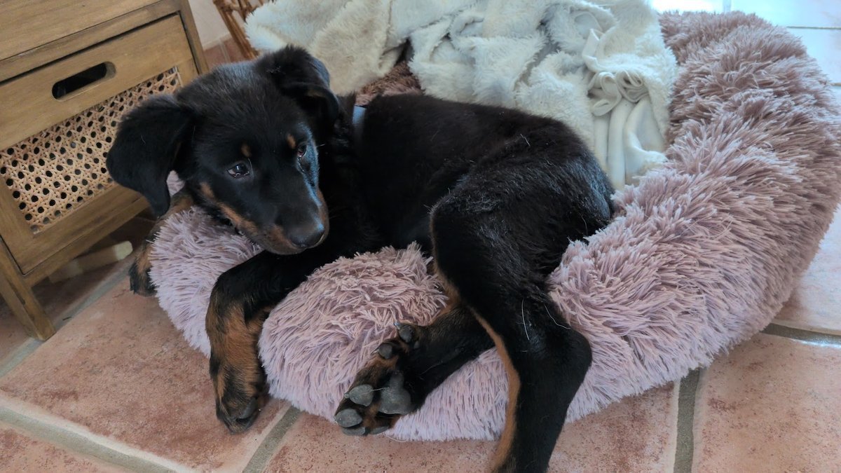 Pension pour chiots : Le séjour sur-mesure de Baloo