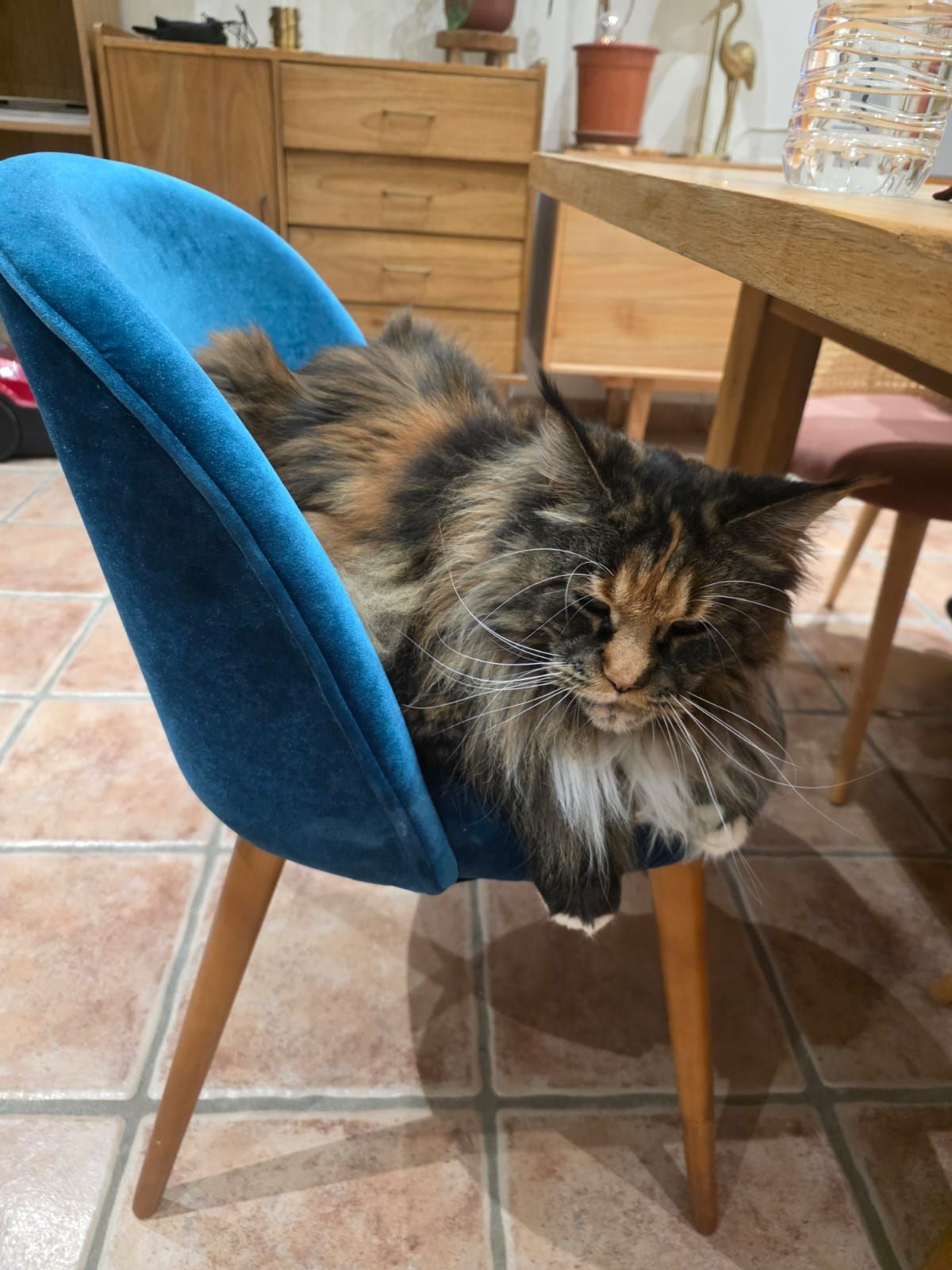 Maine Coon