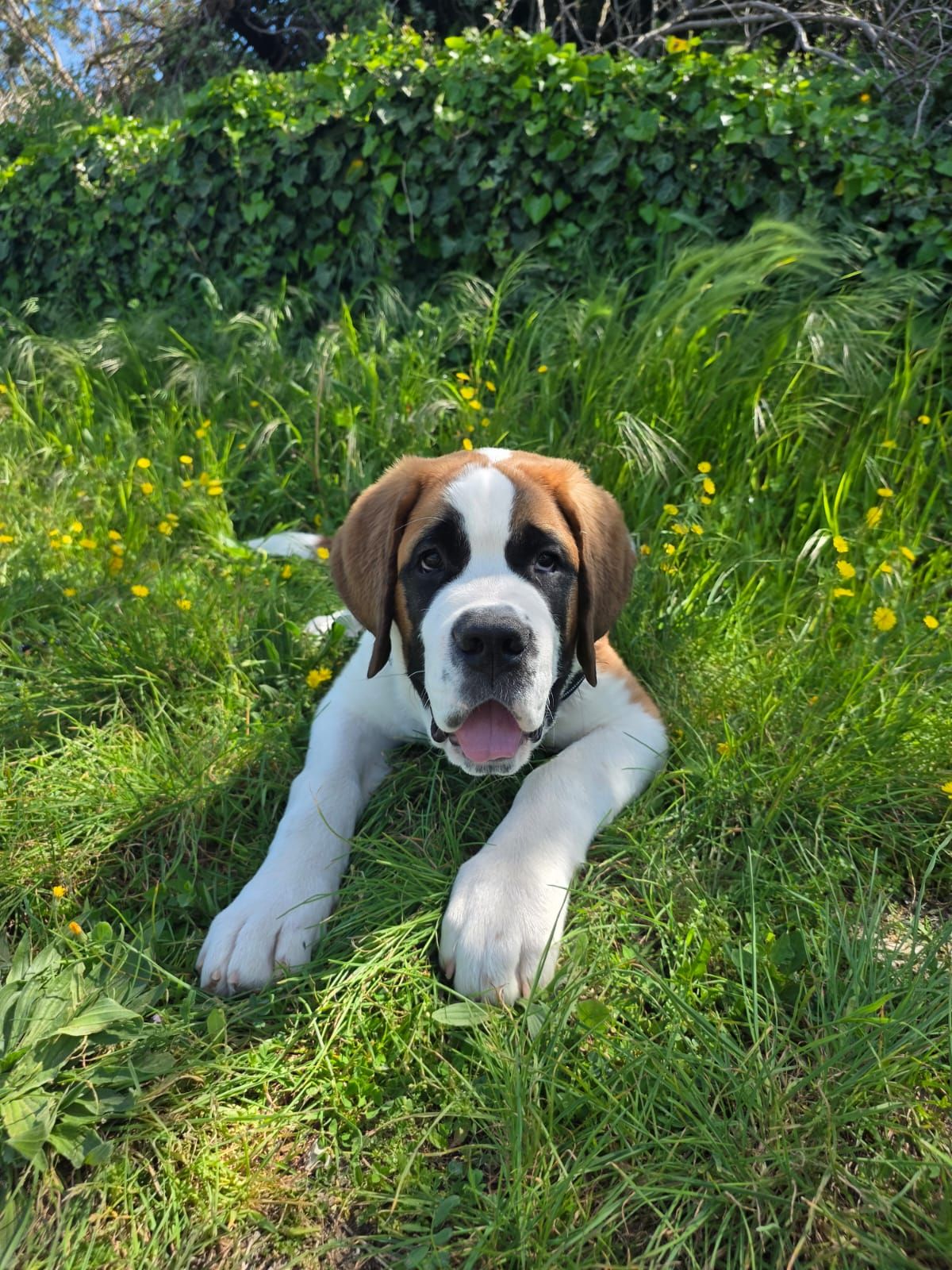 Saint-Bernard