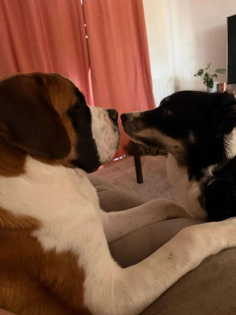 Arlo le chiot Saint Bernard et Unys le Border Collie apprennent &agrave; se conna&icirc;tre