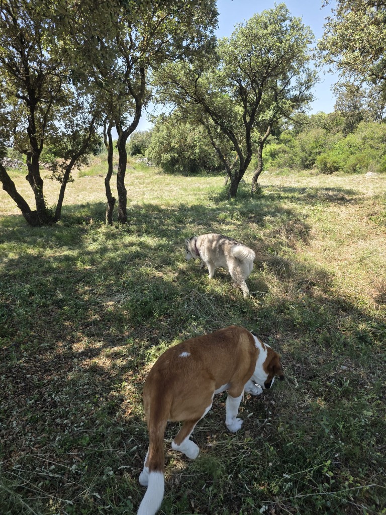 Pension canine Poussan - Arlo et Prada en balade &agrave; l'ombre des ch&ecirc;nes verts