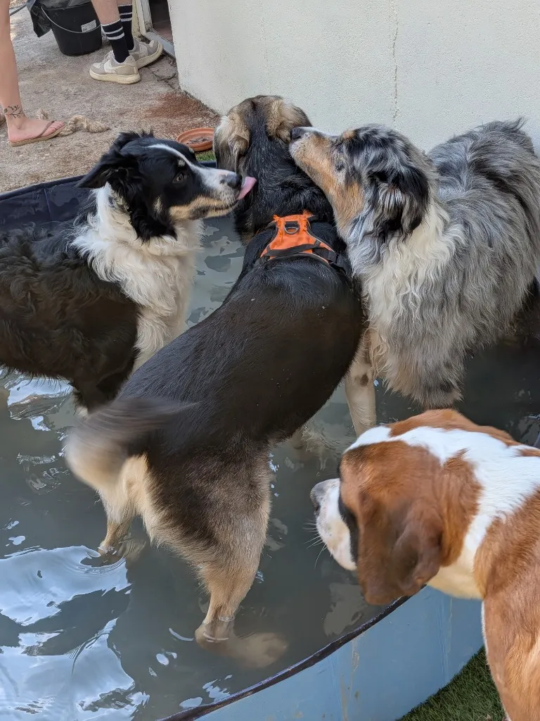 Malo, Unys, Arlo et Simba se baignent dans la piscine pour chiens lors des fortes chaleurs