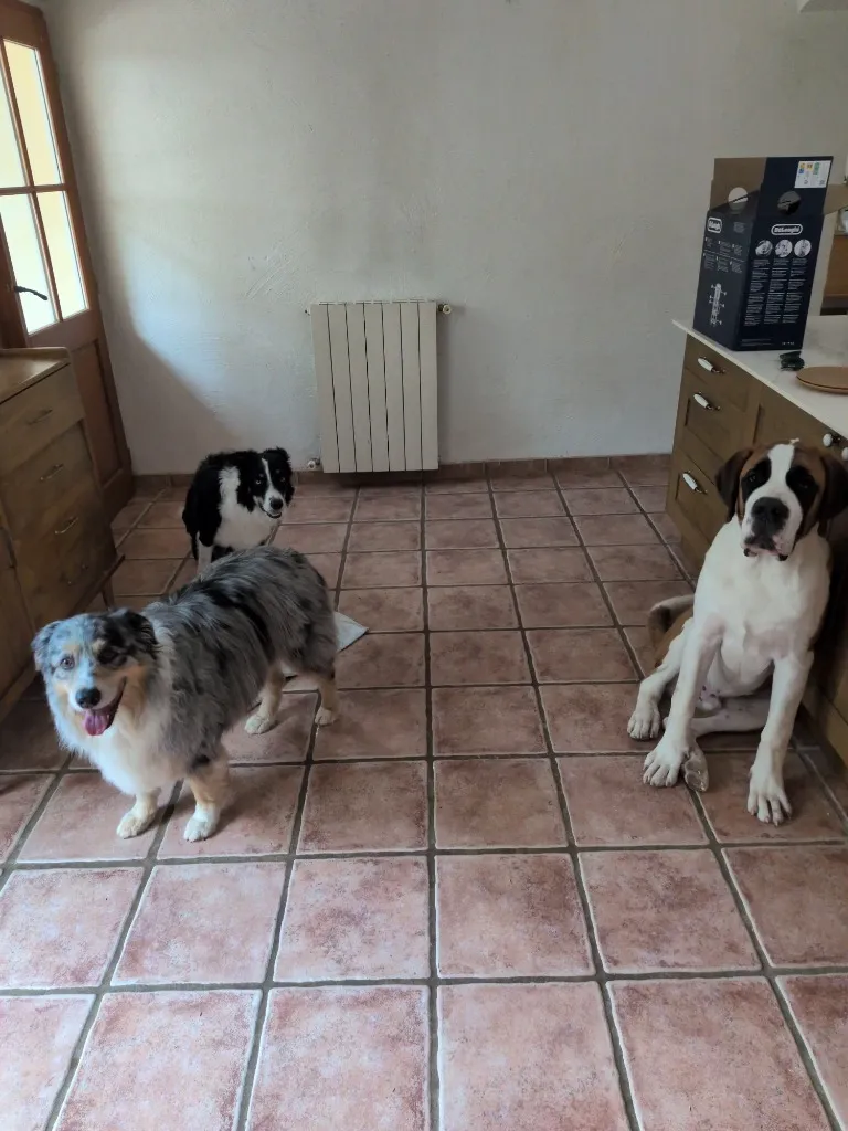 Malo le Berger Australien, Unys et Arlo attendent sagement leur repas &agrave; la pension