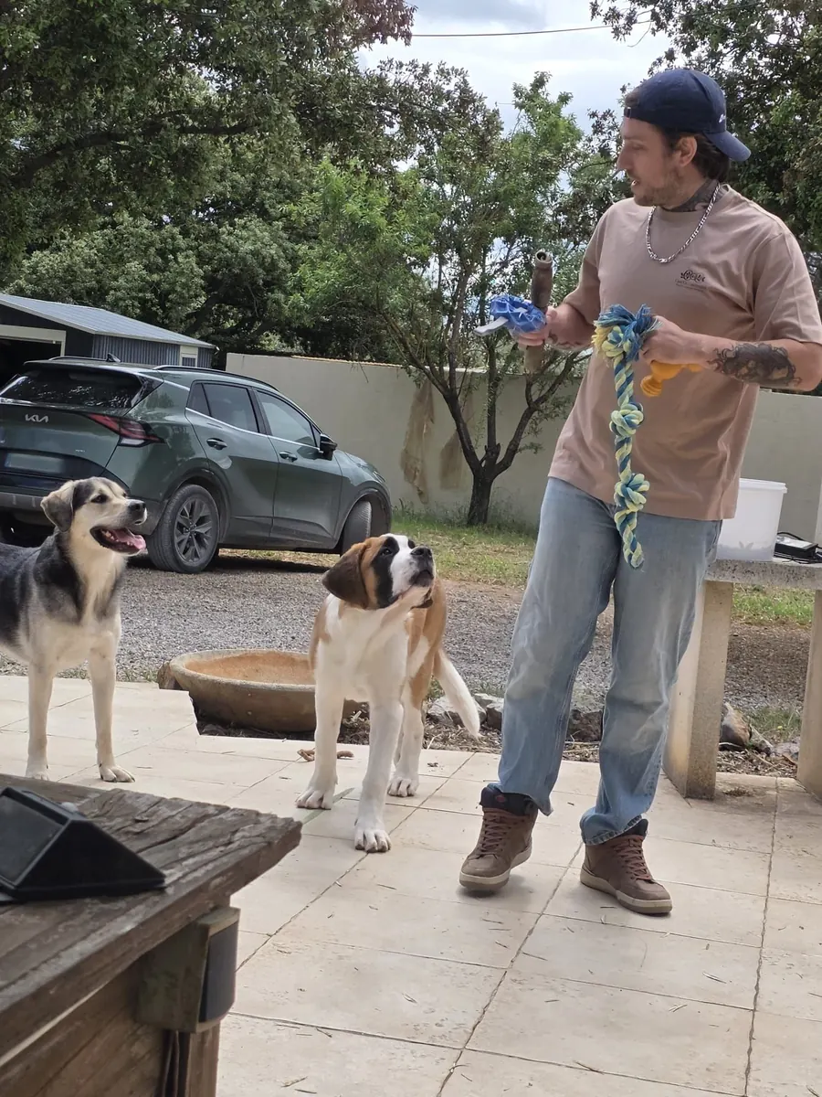 Simba et le chiot Saint-Bernard Arlo en socialisation canine au Mas