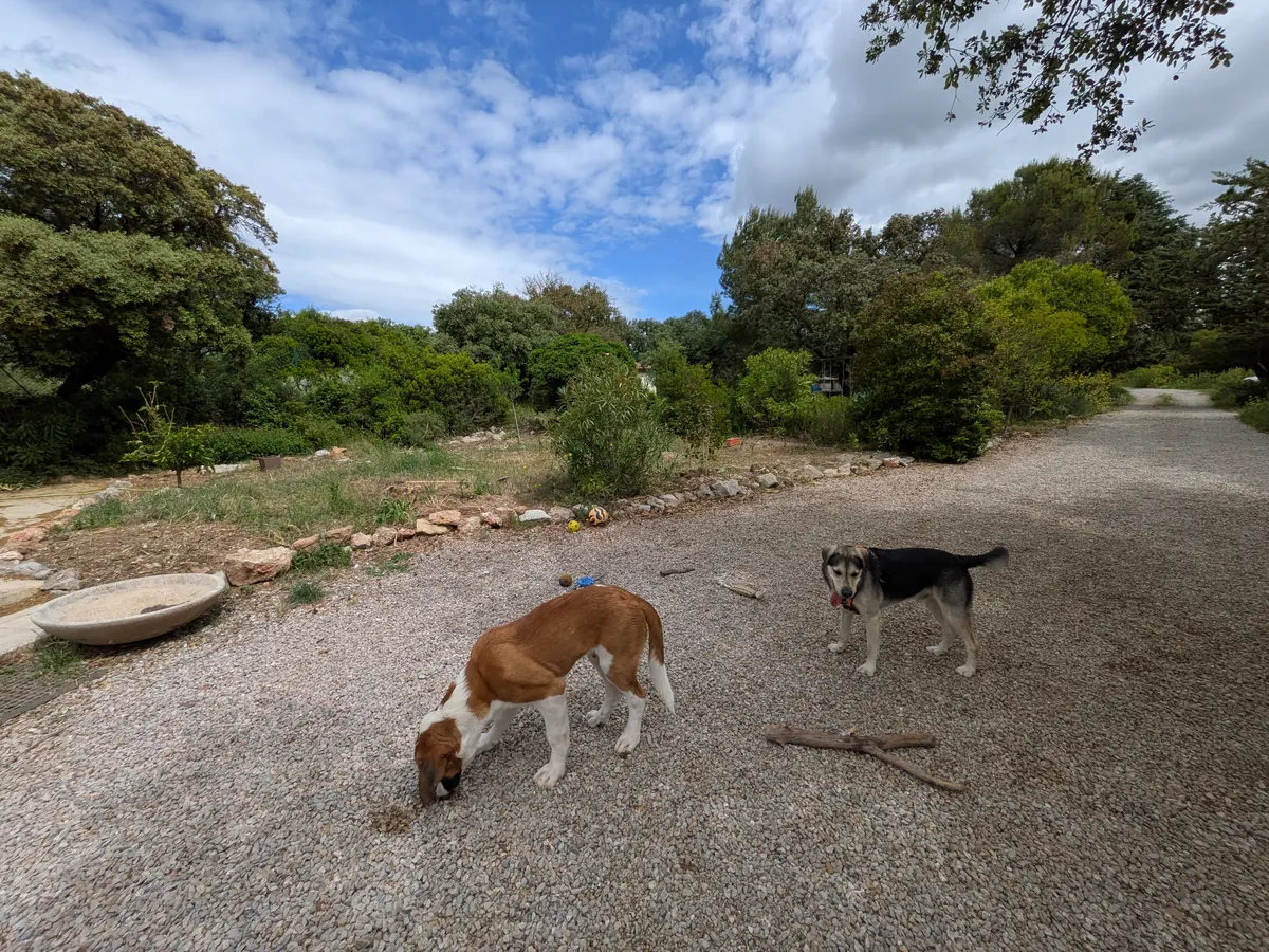 Pension canine au Mas : notre philosophie de garde sur-mesure