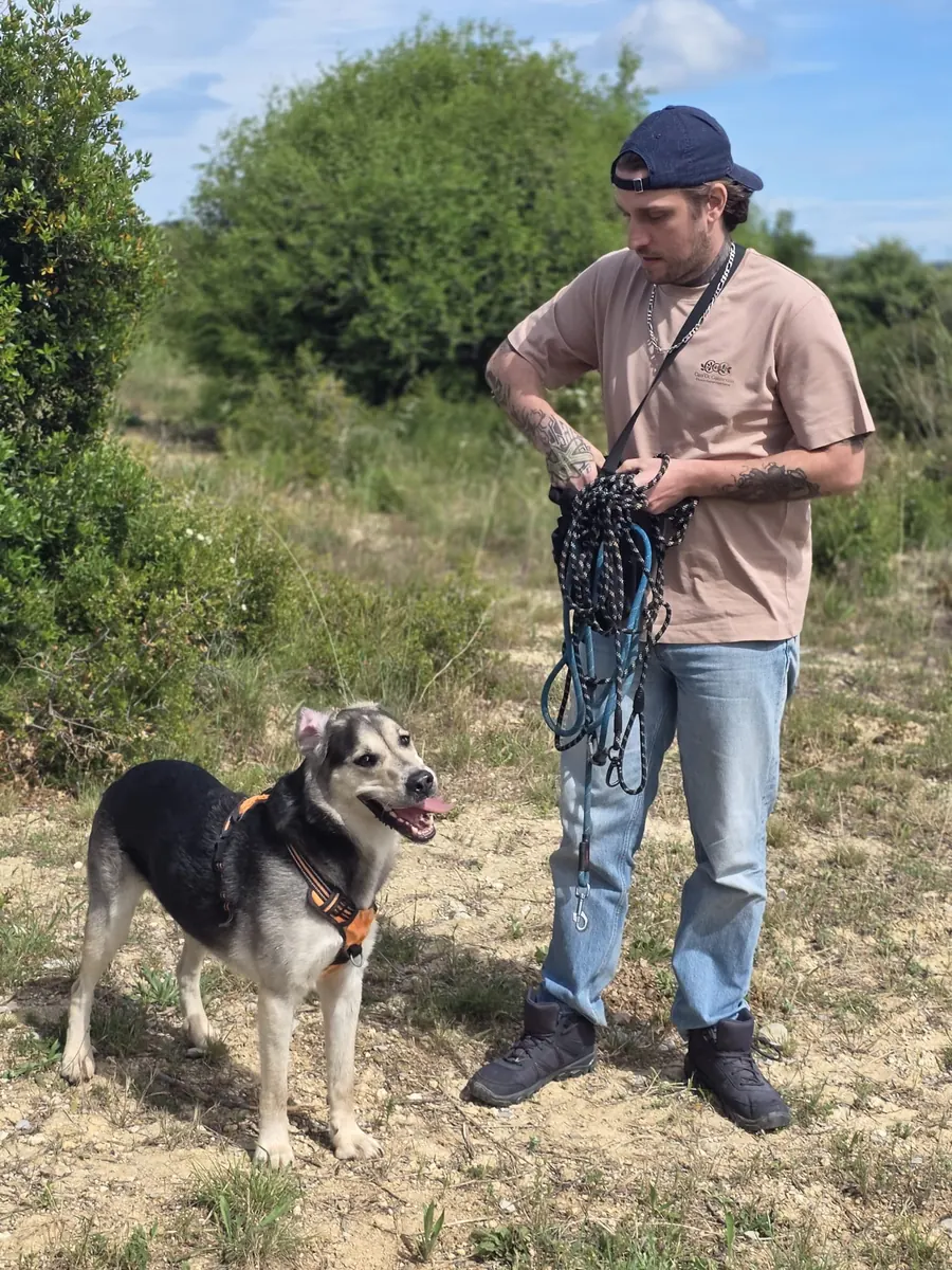 Pension canine au Mas : notre philosophie de garde sur-mesure