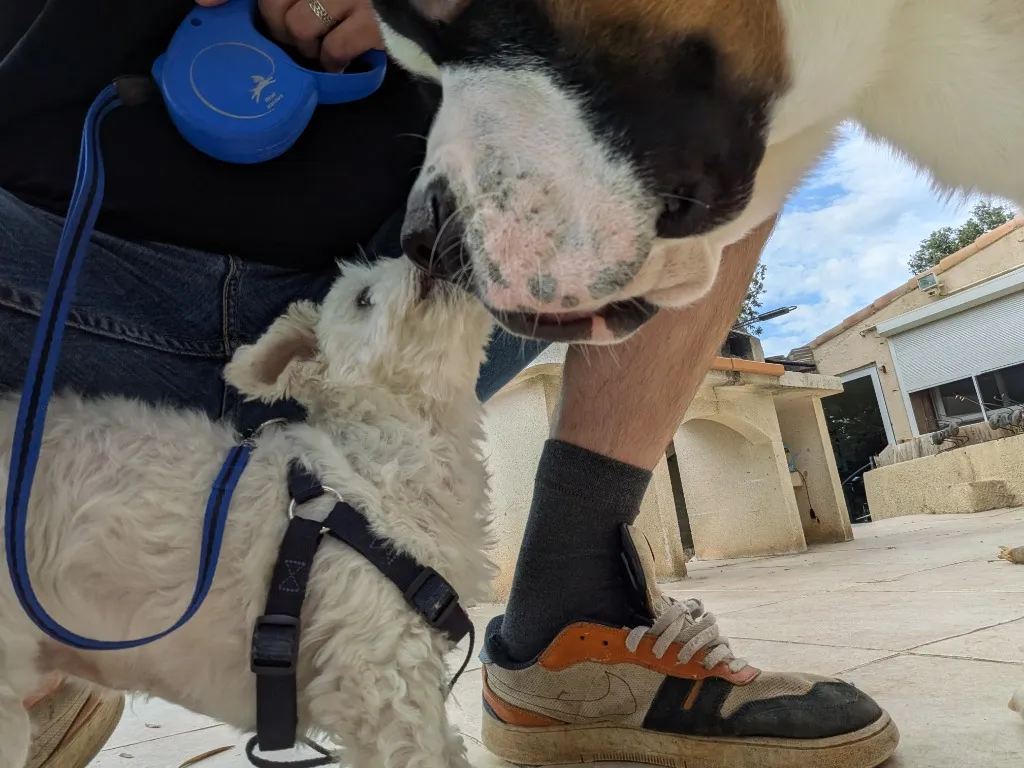 Lorraine le Bichon qui d&eacute;couvre Arlo le Saint-Bernard