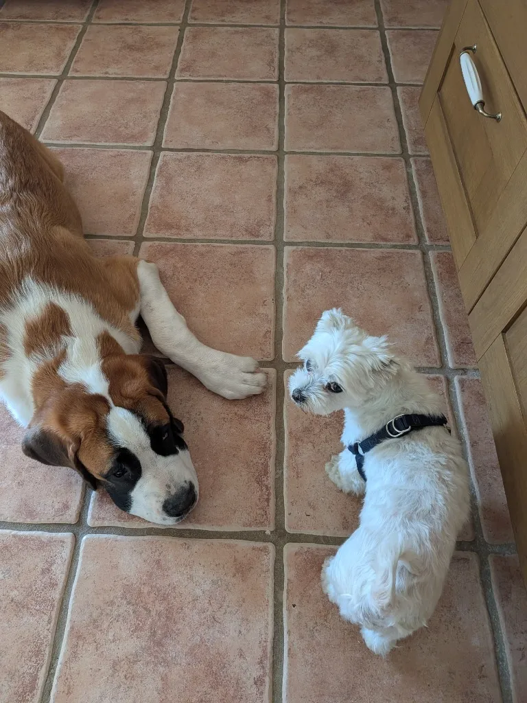 Arlo le Saint-Bernard couch&eacute; pour rassurer Lorraine