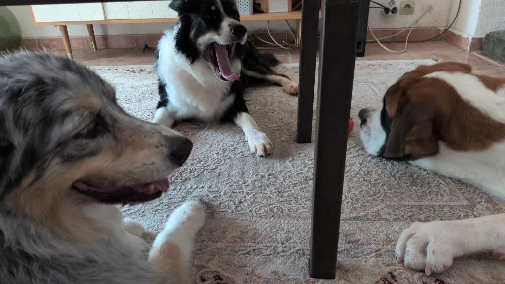 Malo le Berger Australien, Unys et Arlo fatigu&eacute;s et apais&eacute;s apr&egrave;s une grosse session de jeu