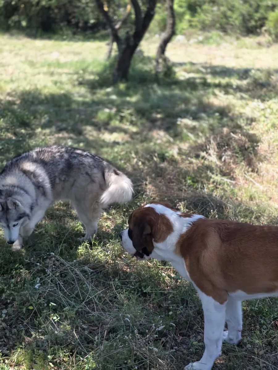 Prada profitant de la pension familiale sans box chez Cani'Oc