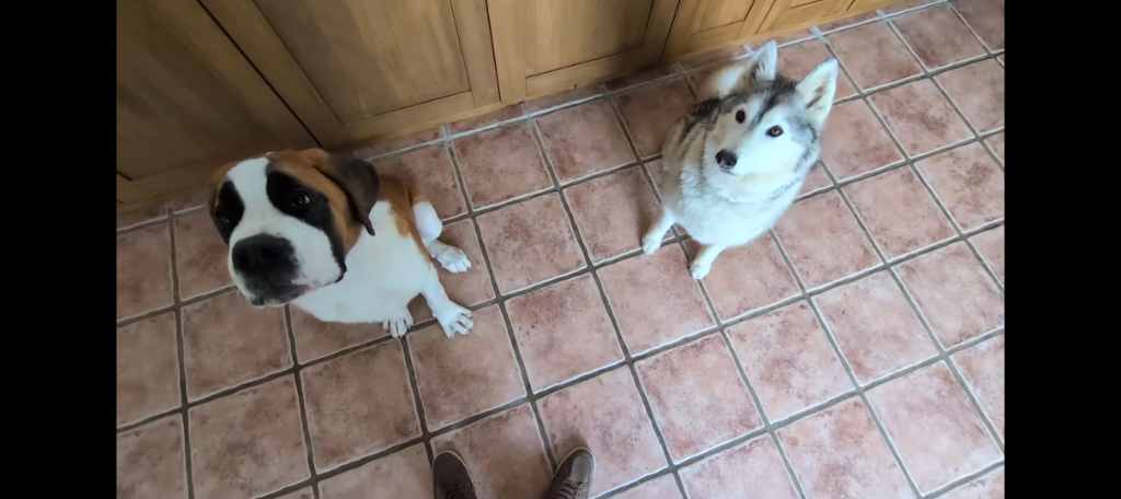 S&eacute;ance d'&eacute;ducation canine en int&eacute;rieur climatis&eacute; avec Arlo et Prada au Mas Cani'Oc