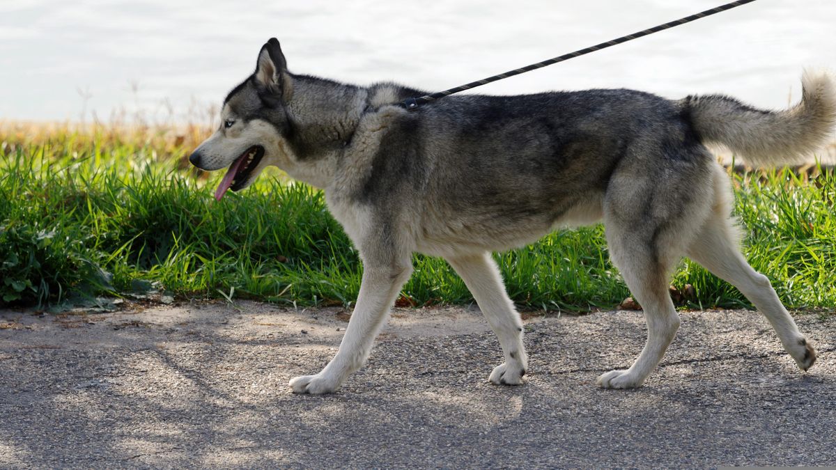 Mon chien tire en laisse