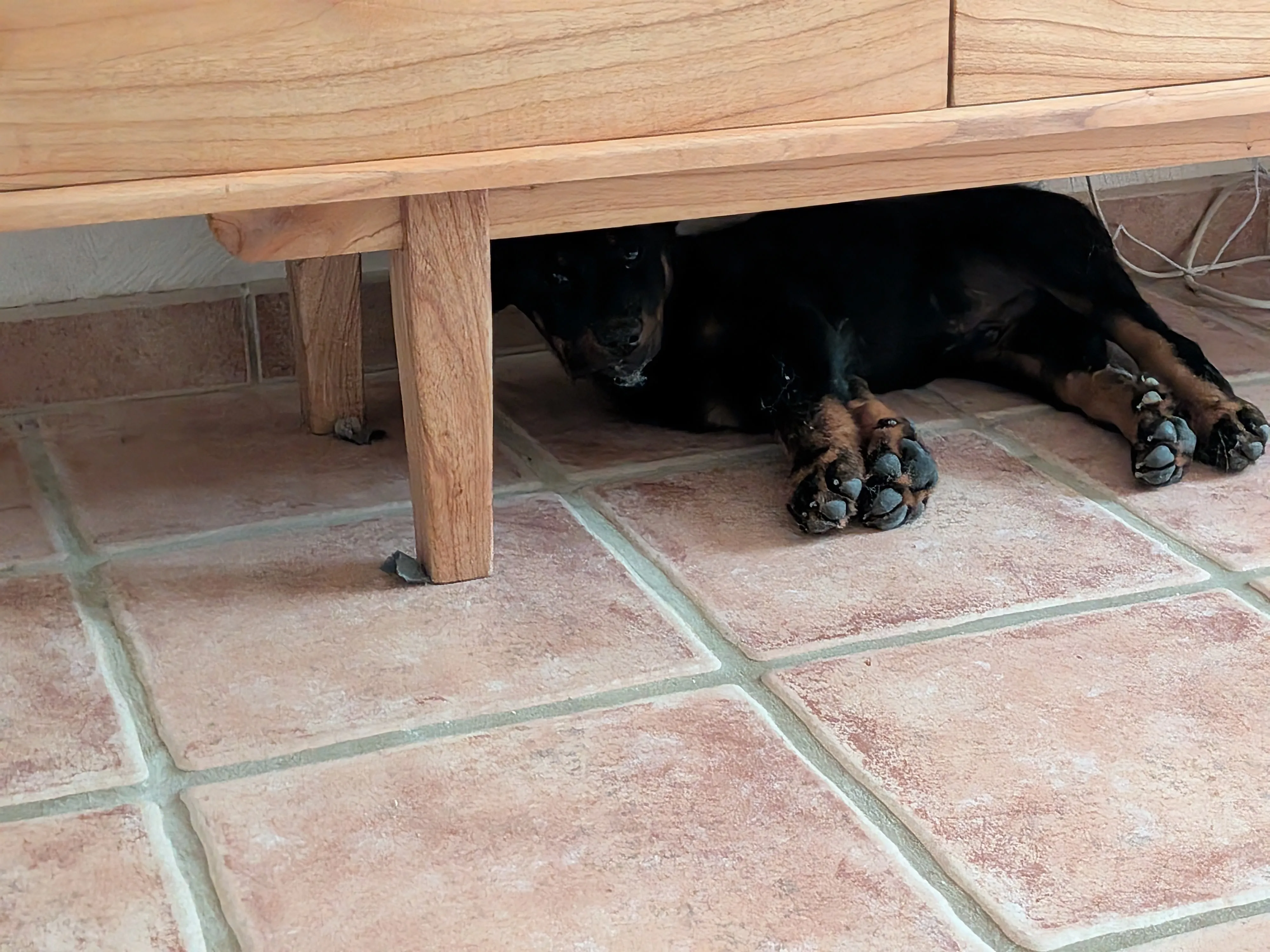 Chiot Beauceron Baloo et Arlo le Saint-Bernard