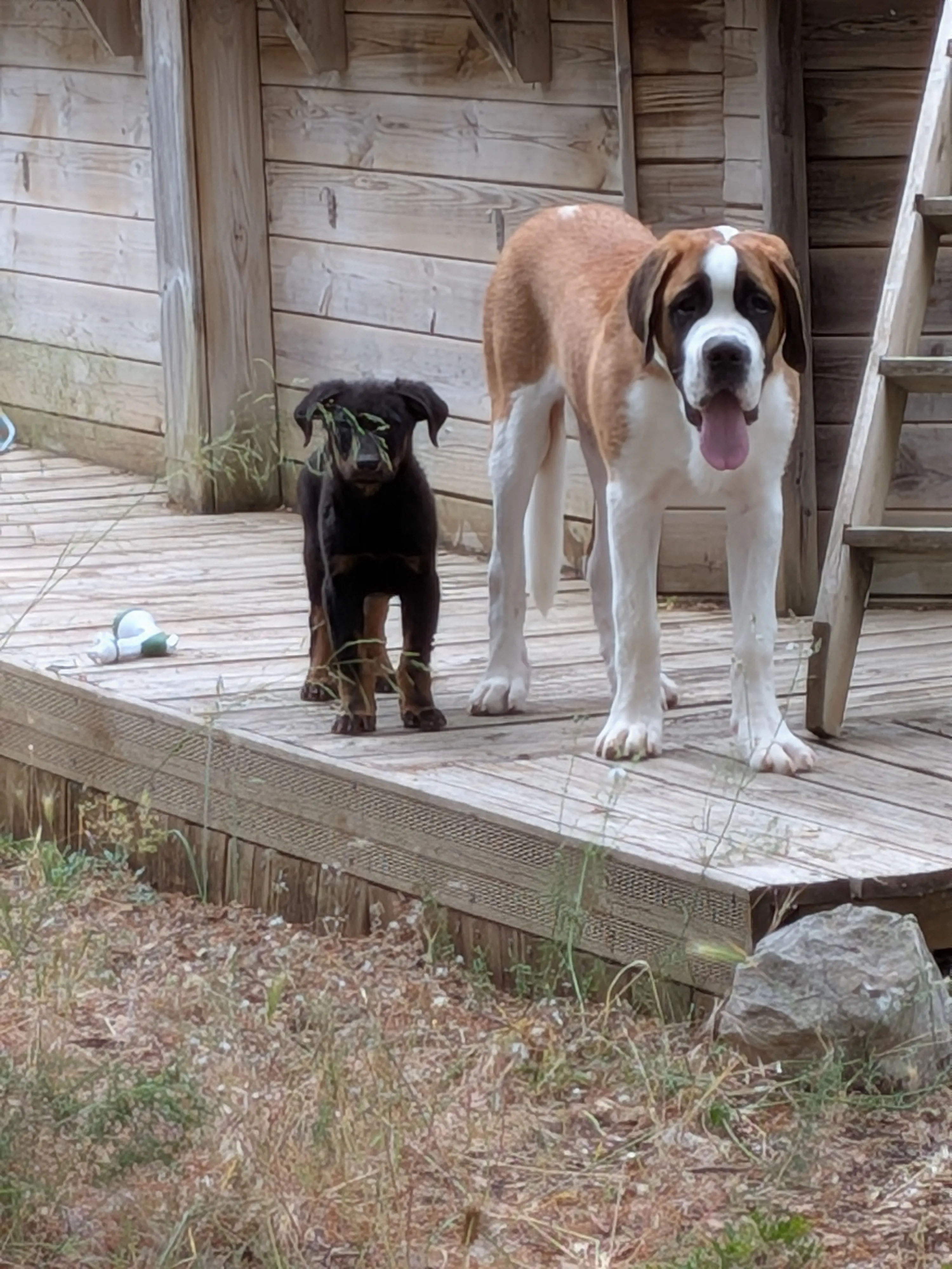 Baloo chiot de 2 mois en pension de dressage