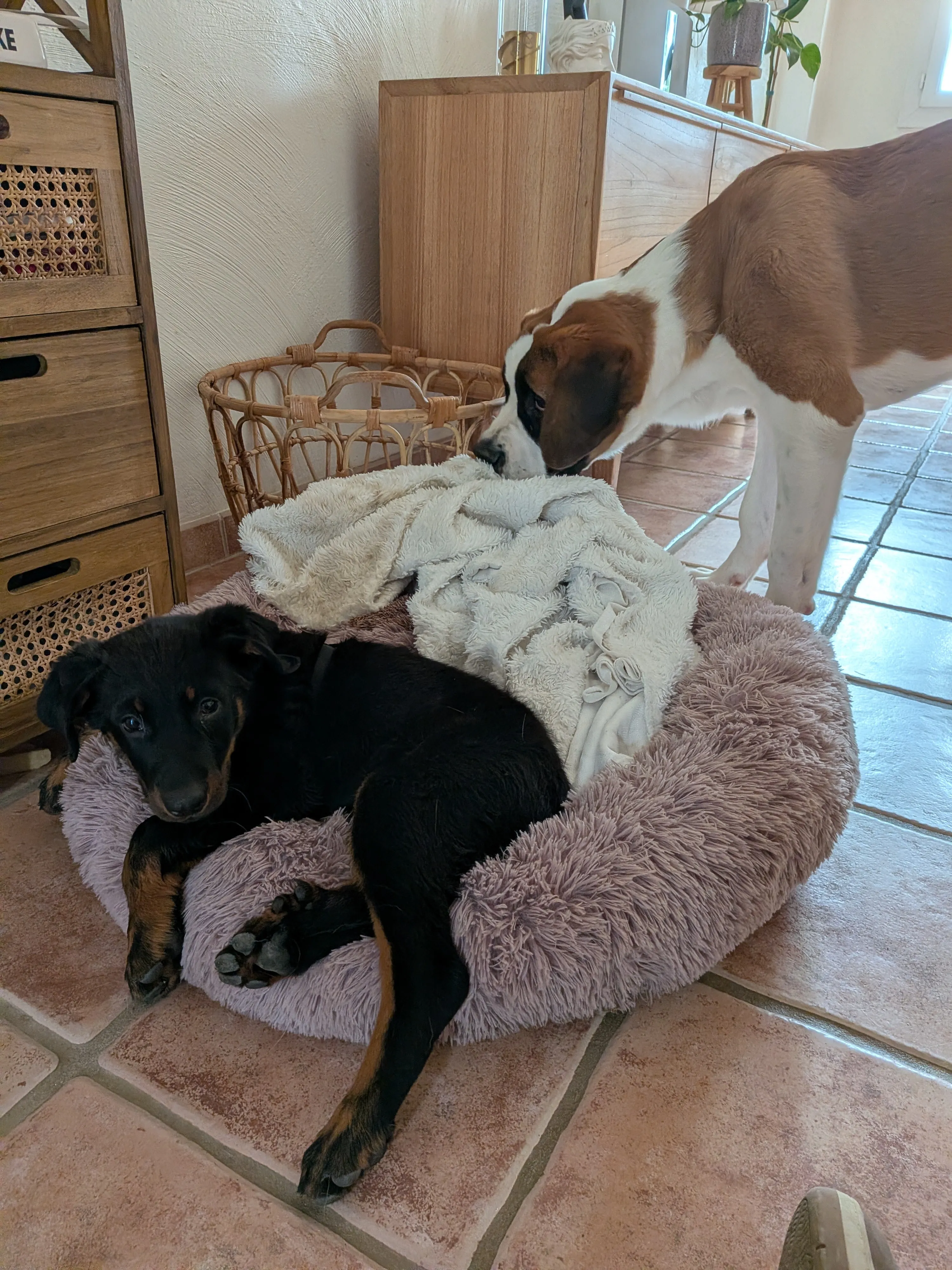 Chiot en pension apprentissage et repos