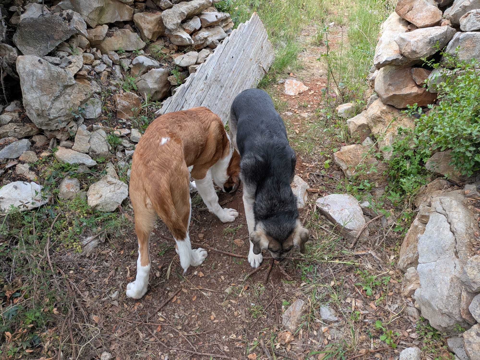 Simba et Arlo concentr&eacute;s pendant les exercices de mim&eacute;tisme canin