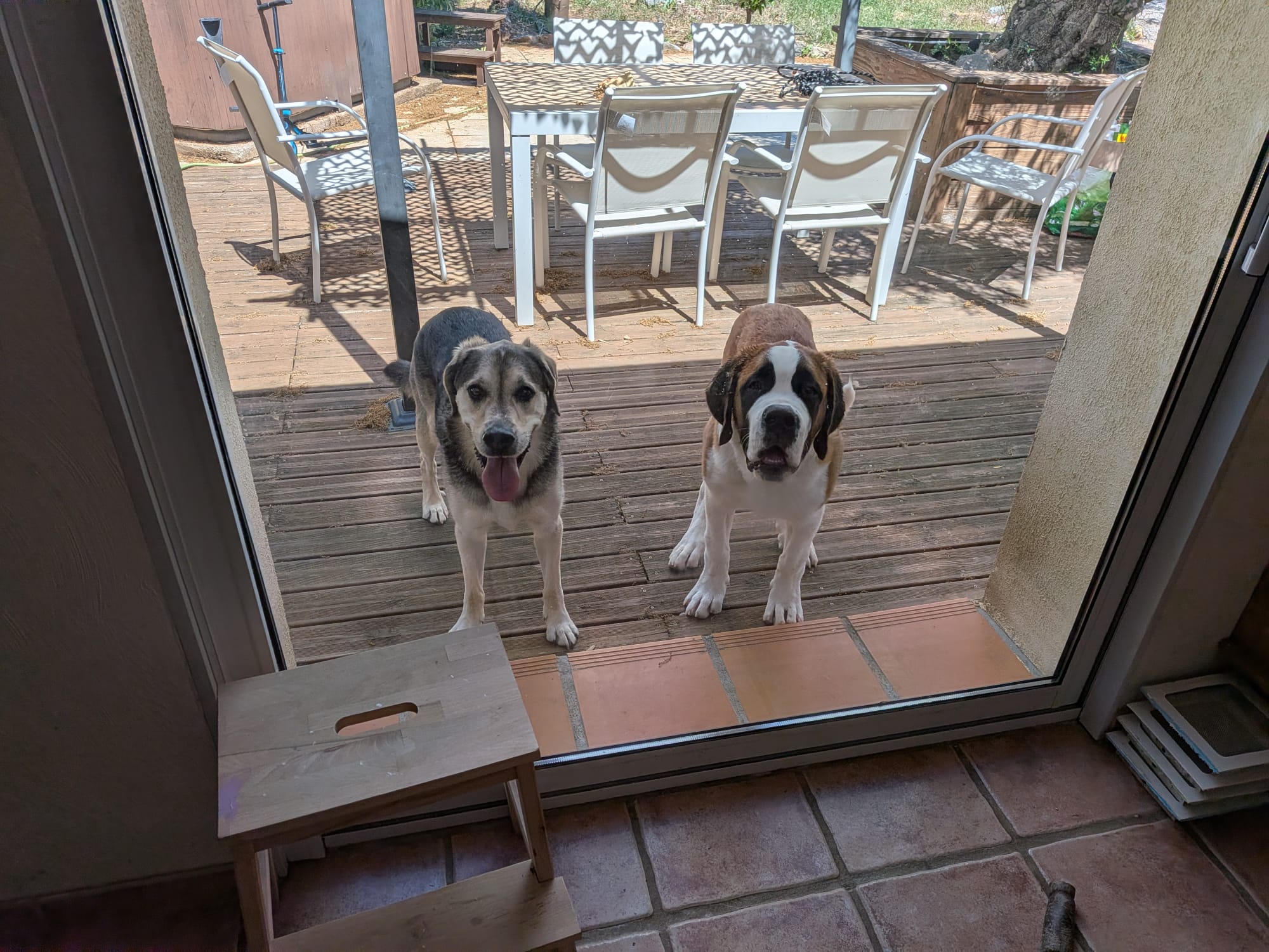 Socialisation canine bienveillante entre Simba et Arlo chez Cani'Oc
