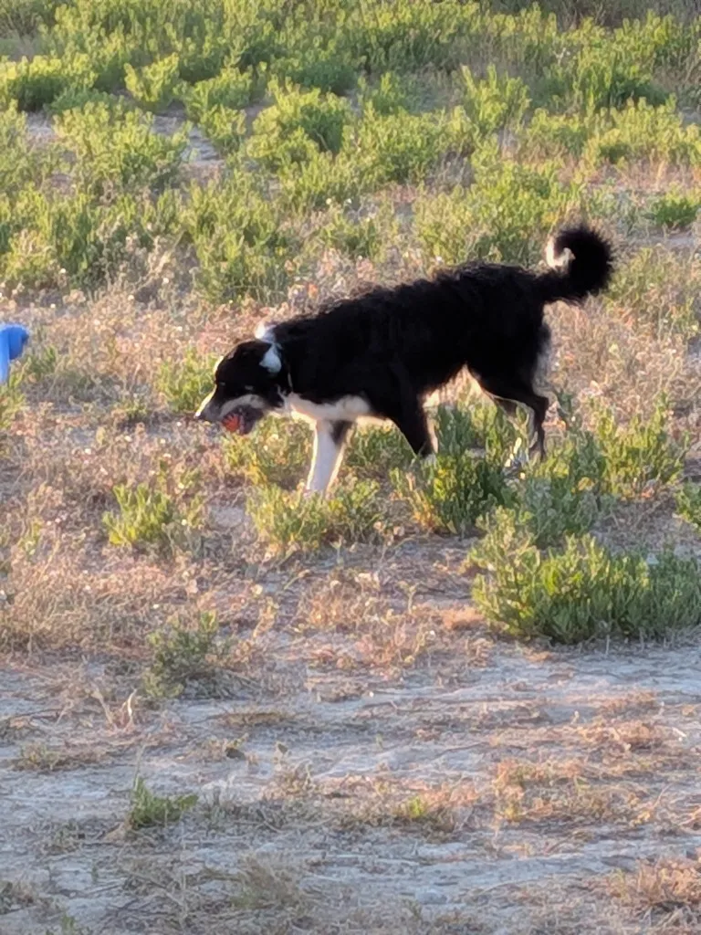 Unys le Border Collie joue avec sa balle dans l'herbe